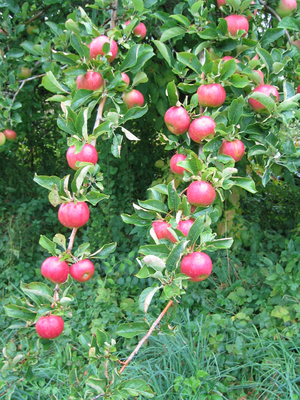 apple picking in quaint smithville ri